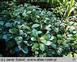 Berberis buxifolia (berberys bukszpanolistny)