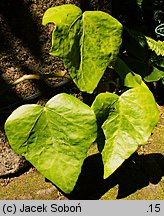 Hedera colchica