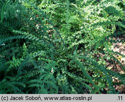 Athyrium filix-femina Frizelliae