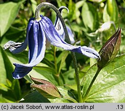 Clematis integrifolia (powojnik całolistny)