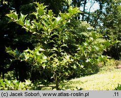 Ilex bioritsensis