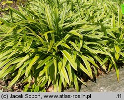 Carex siderosticta (turzyca rzędowa)