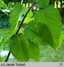 Betula xcoerulea