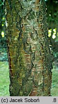 Betula xcoerulea