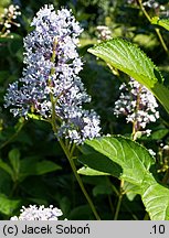 Ceanothus xdelilianus