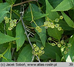 Deutzia scabra (żylistek szorstki)