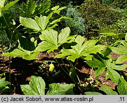 Podophyllum emodi (stopowiec himalajski)