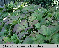 Rodgersia podophylla (rodgersja stopowcolistna)