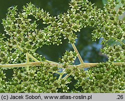 Rodgersia podophylla (rodgersja stopowcolistna)