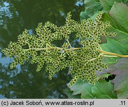 Rodgersia podophylla (rodgersja stopowcolistna)