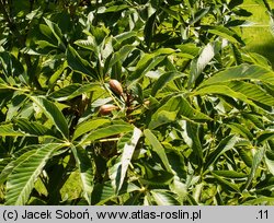 Aesculus pavia (kasztanowiec krwisty)