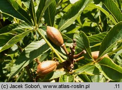 Aesculus pavia (kasztanowiec krwisty)