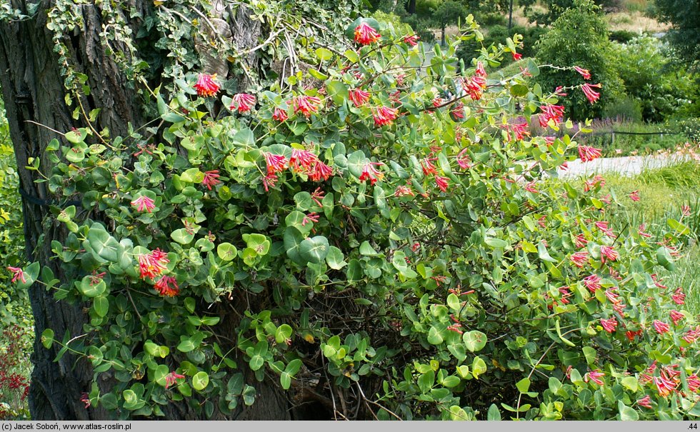 Lonicera ×brownii (wiciokrzew Browna)