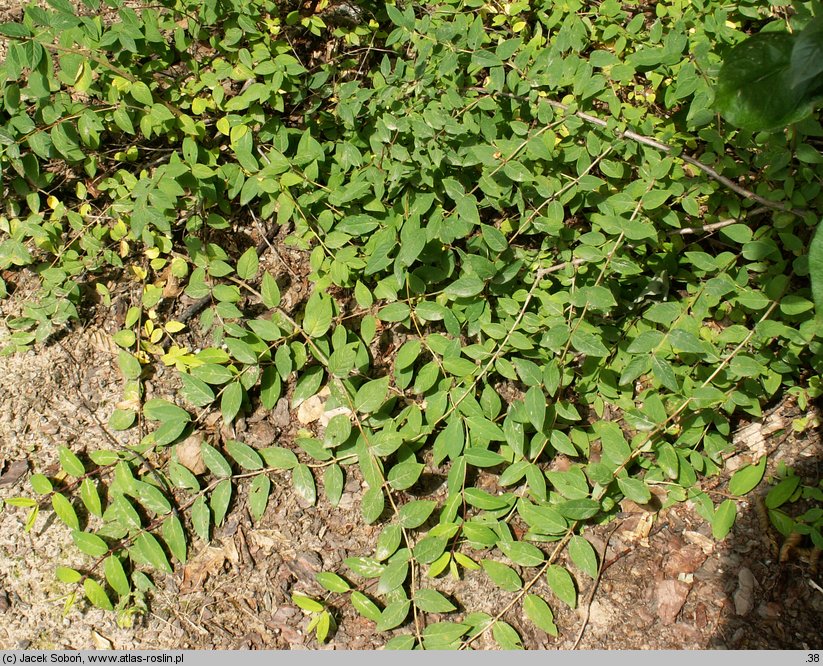 Lonicera prostrata