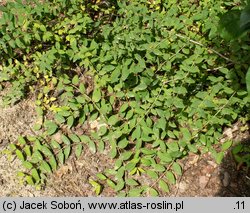 Lonicera prostrata