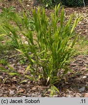 Chasmanthium latifolium (obiedka szerokolistna)