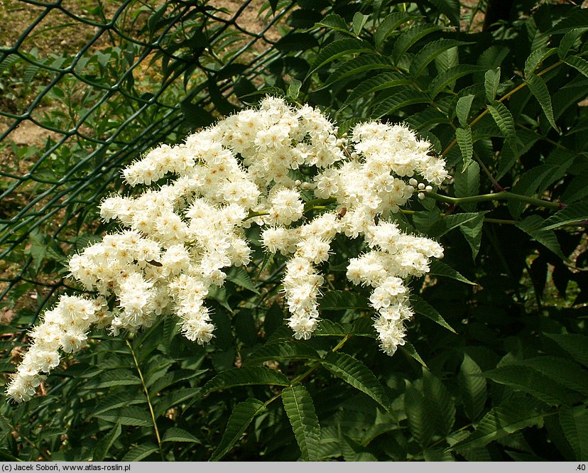 Sorbaria arborea (tawlina drzewiasta)