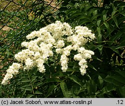 Sorbaria arborea (tawlina drzewiasta)