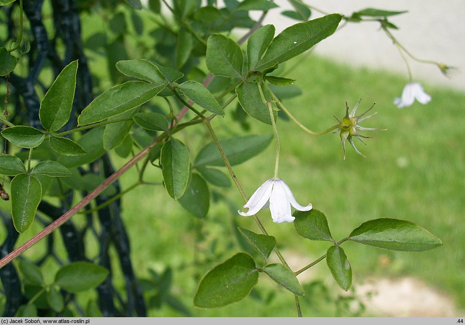 Clematis campaniflora (powojnik dzwonkowaty)