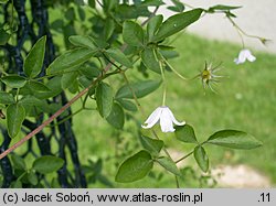 Clematis campaniflora (powojnik dzwonkowaty)