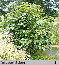 Populus wilsonii (topola Wilsona)