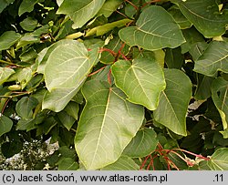 Populus wilsonii (topola Wilsona)