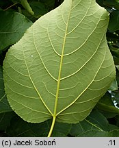 Populus wilsonii (topola Wilsona)