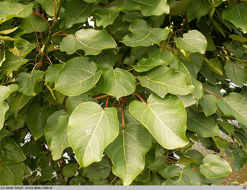 Populus wilsonii (topola Wilsona)