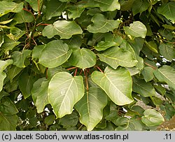 Populus wilsonii (topola Wilsona)