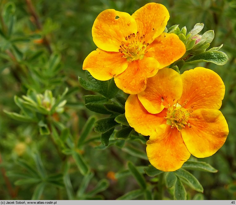 Potentilla fruticosa Hopleys Orange