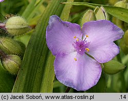 Tradescantia ×andersoniana (trzykrotka wirginijska)