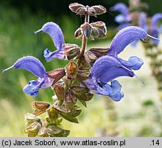 Salvia transsylvanica