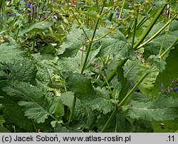 Salvia transsylvanica