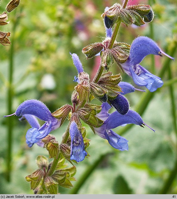 Salvia transsylvanica