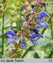 Salvia transsylvanica