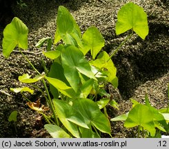 Sagittaria latifolia (strzałka szerokolistna)