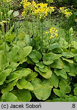 Primula helodoxa