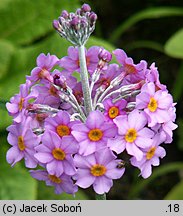 Primula beesiana (pierwiosnek Beesa)