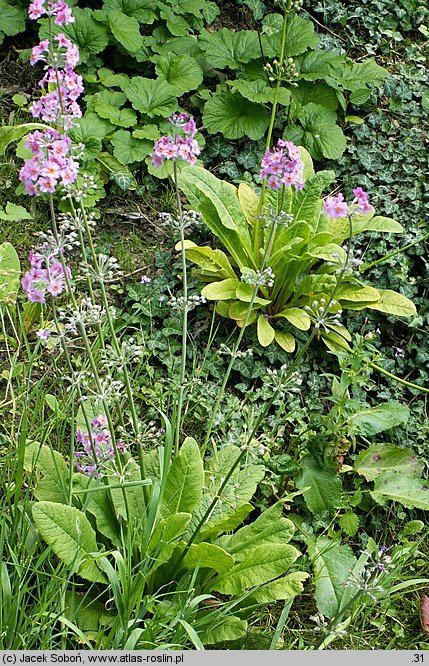 Primula beesiana (pierwiosnek Beesa)