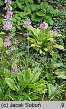 Primula beesiana (pierwiosnek Beesa)