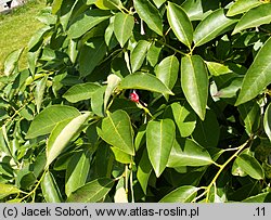 Nyssa sylvatica (błotnia leśna)