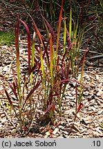 Imperata cylindrica Red Baron