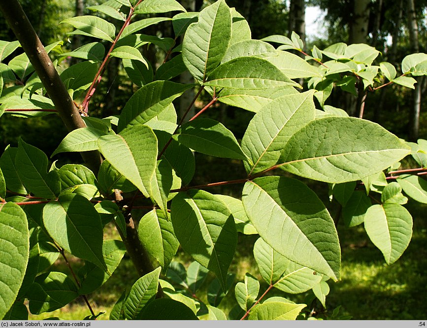 Phellodendron chinense