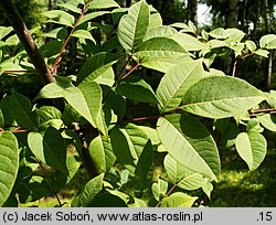 Phellodendron chinense