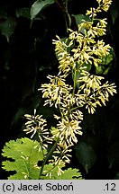 Macleaya cordata (bokkonia sercowata)