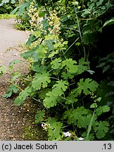 Macleaya cordata (bokkonia sercowata)