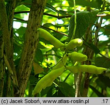 Decaisnea fargesii (palecznik chiński)