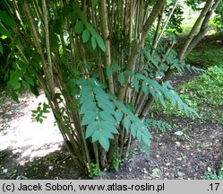 Decaisnea fargesii (palecznik chiński)