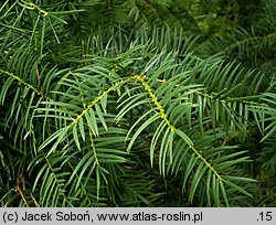 Torreya californica (czwórczak kalifornijski)