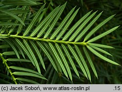 Torreya californica (czwórczak kalifornijski)